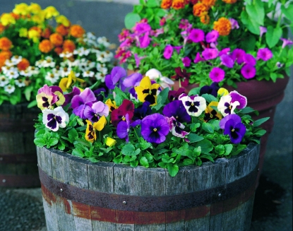 Picture of Pansy - Power Mix F1